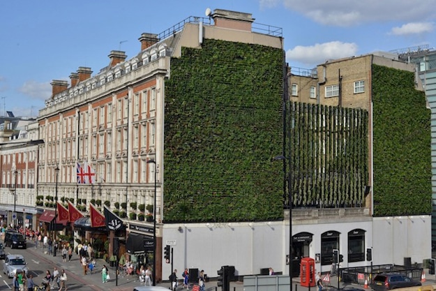 london-living-wall-plants