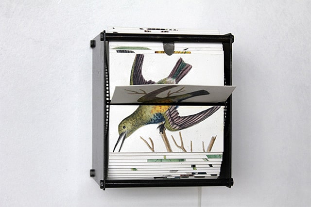 motorized-flipbook-wild-bird-drawings