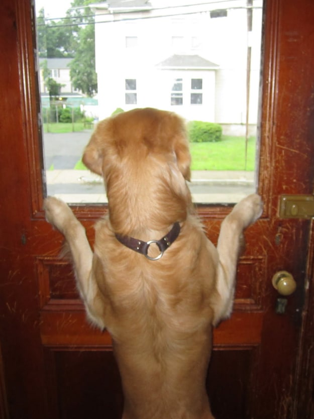 Bark Activated Door Opener
