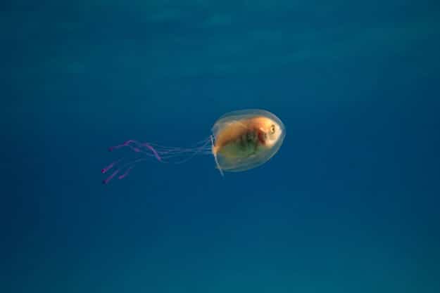 Fish Trapped Inside Jellyfish