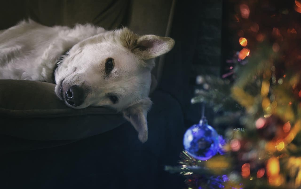 Dog Christmas Time Article Image