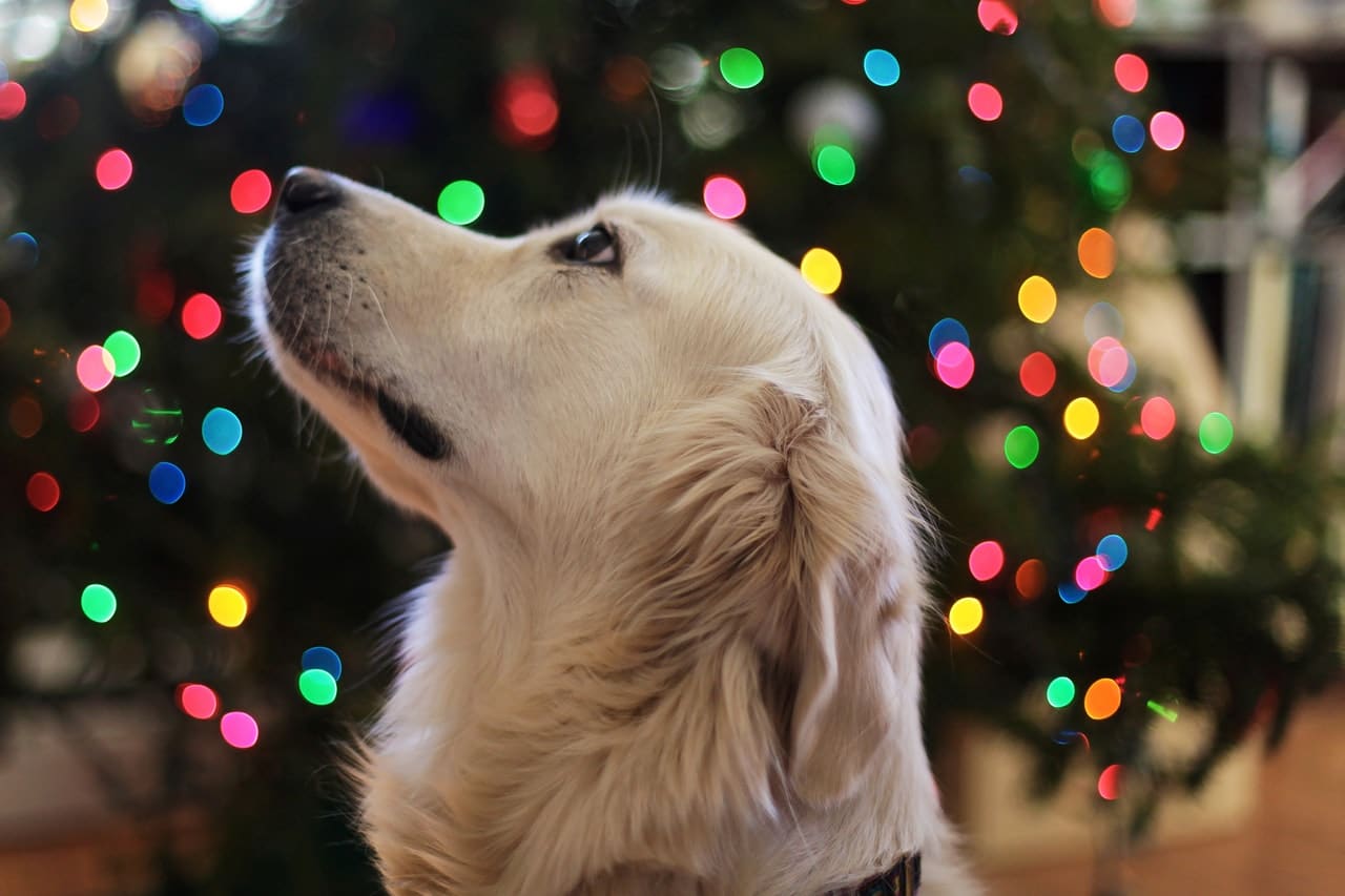Dog Christmas Time Header Image