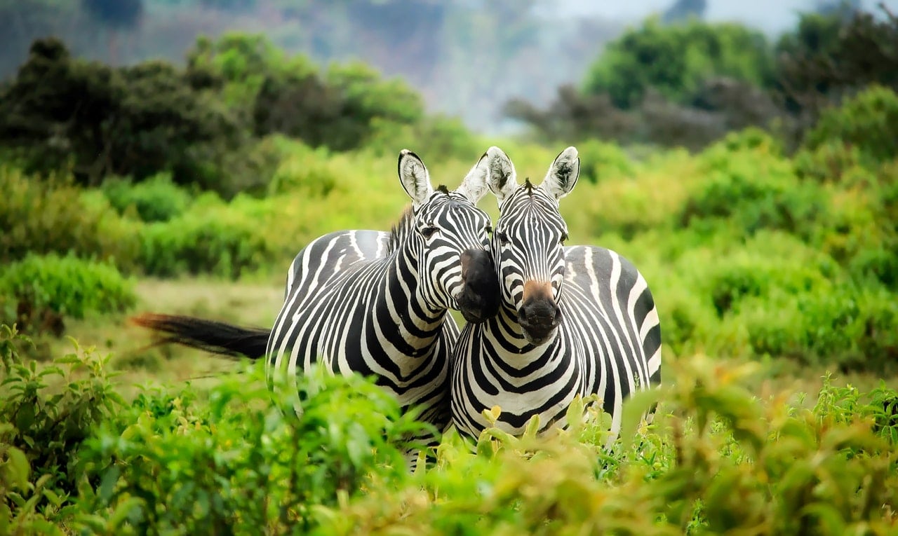 Best Safari Spots Africa Article Image