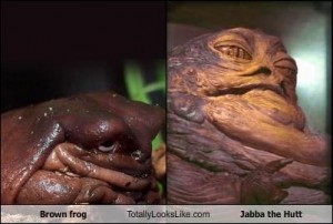 brown-frog-totally-looks-like-jabba-the-hutt brown-frog-totally-looks-like-jabba-the-hutt