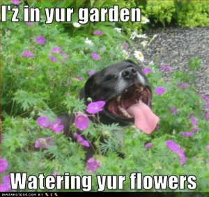 funny-dog-pictures-watering-flowers funny-dog-pictures-watering-flowers
