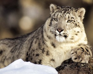 Snow-Leopard-Wallpapers
