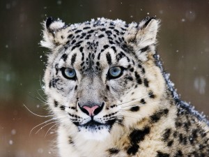 Snow-Leopard-Wallpapers