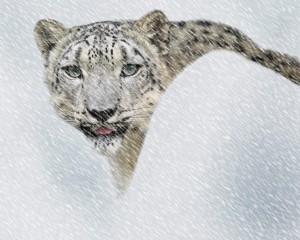 Snow-Leopard-Wallpapers