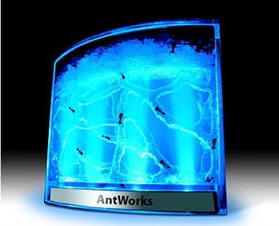 antfarm2