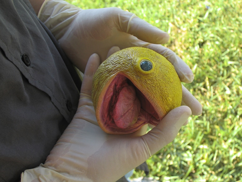 Real Pacman Fruit Carving
