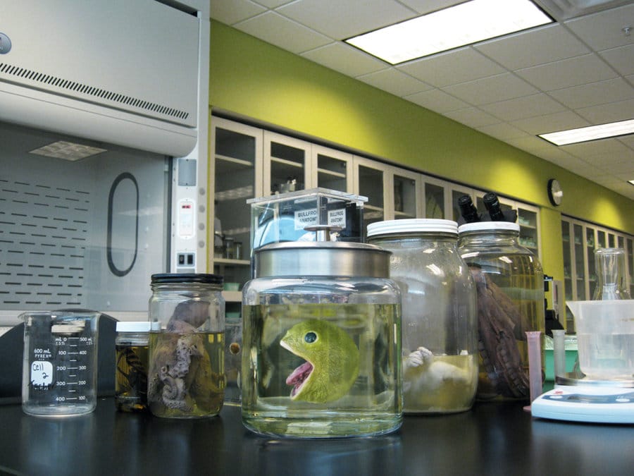 Real Pacman Fruit Carving