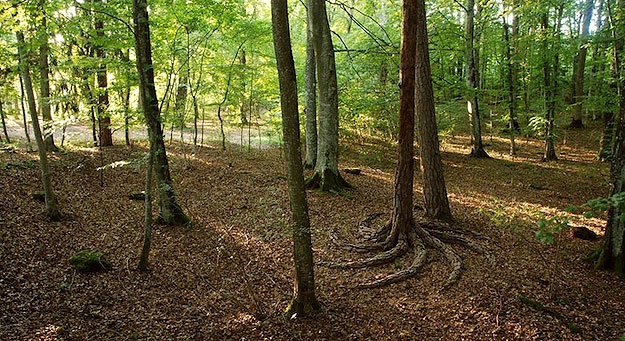 Land Art by Sylvain Meyer Land Art created with nature
