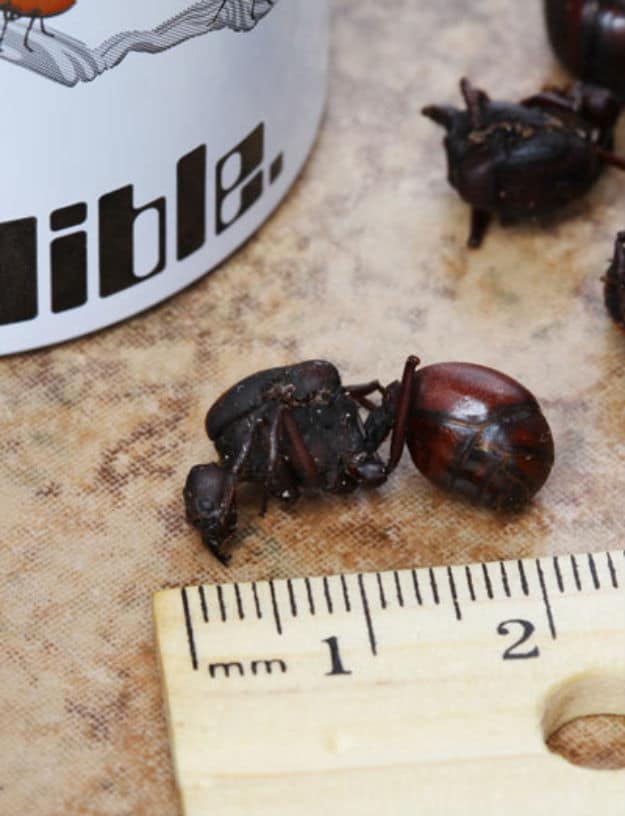 Giant toasted Leafcutter ant eat dead insects for snack