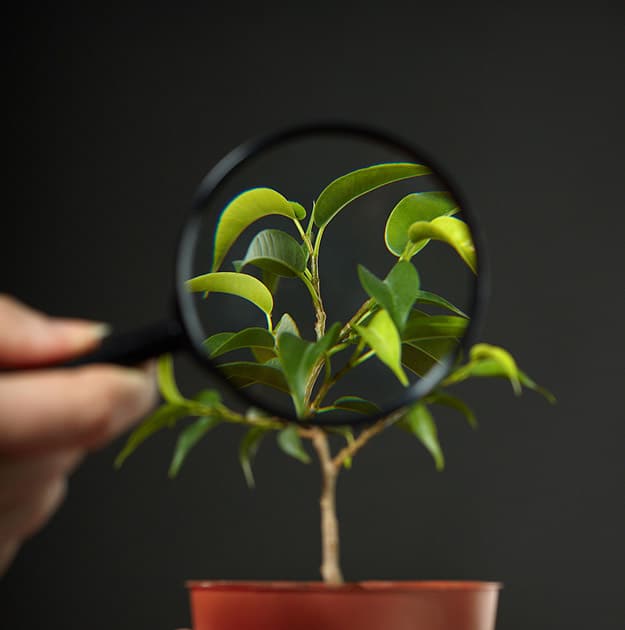 Plant Wearable Planter Necklace Fashion Wear Planter With Plant