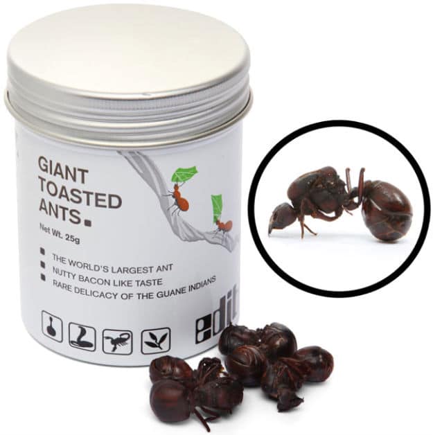 toasted giant Leafcutter ant eat insects from a can