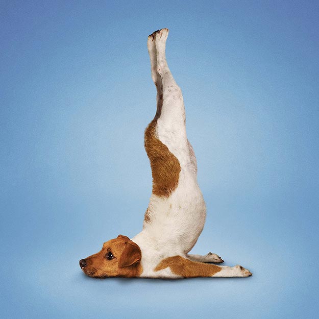 Yoga For Dogs and Cats