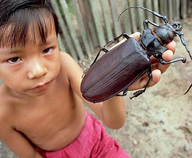 Little Kid Holding Big Bug