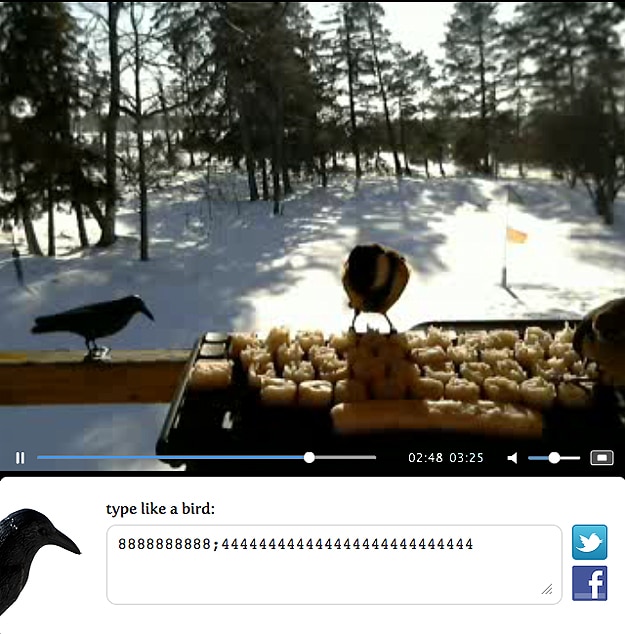 Birds Peck Tweet Twitter Real Birds Tweet on Twitter