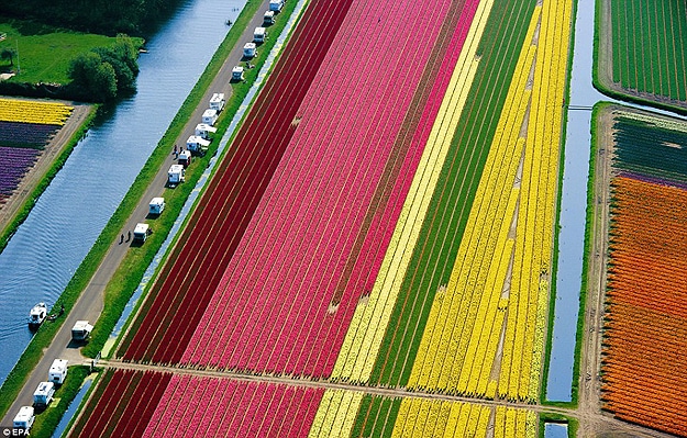 Colorful Tulips in Netherlands Tulip Fields in Holland