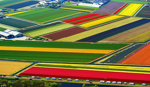 Colorful Tulips in Netherlands Tulip Fields in Holland