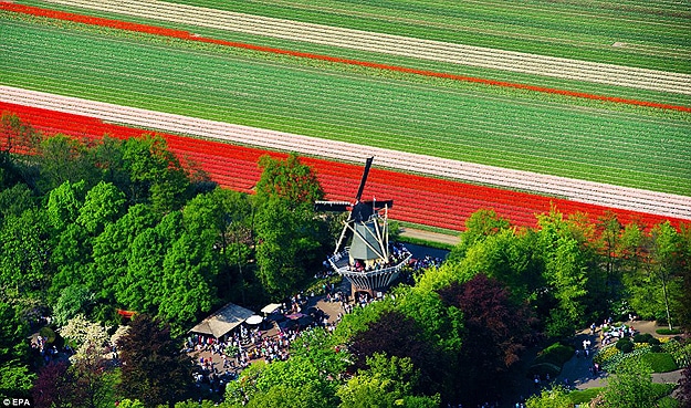 Colorful Tulips in Netherlands Tulip Fields in Holland