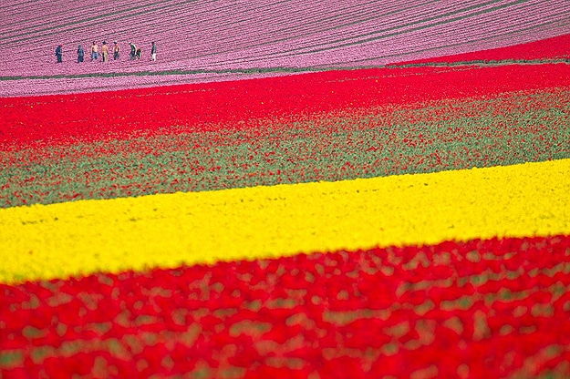 Colorful Tulips in Netherlands Tulip Fields in Holland