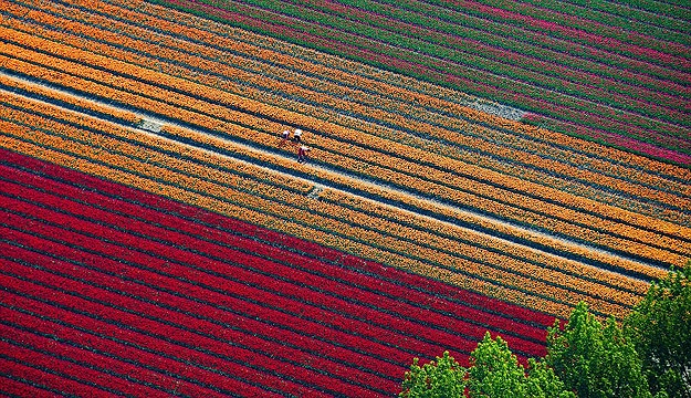Colorful Tulips in Netherlands Tulip Fields in Holland