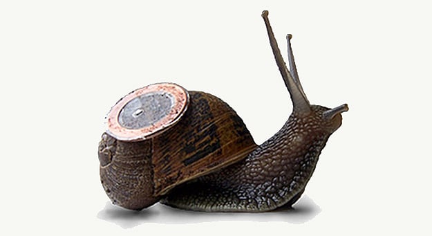 Real Snail Mail Delivery Live Snails Deliver Email