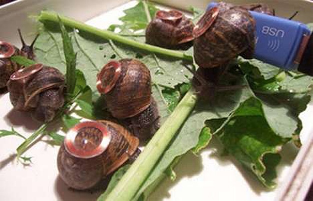 Real Snail Mail Delivery Live Snails Deliver Email