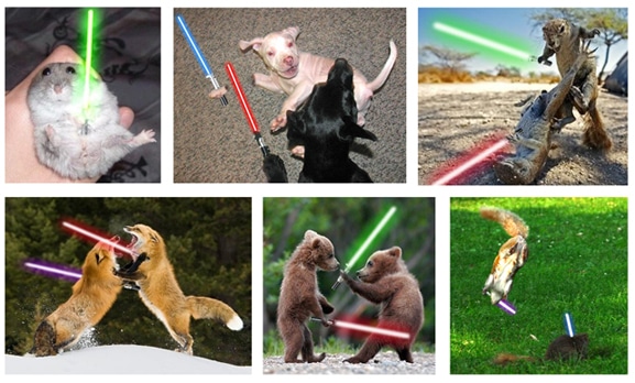 Animal Star Wars Sabre Fights