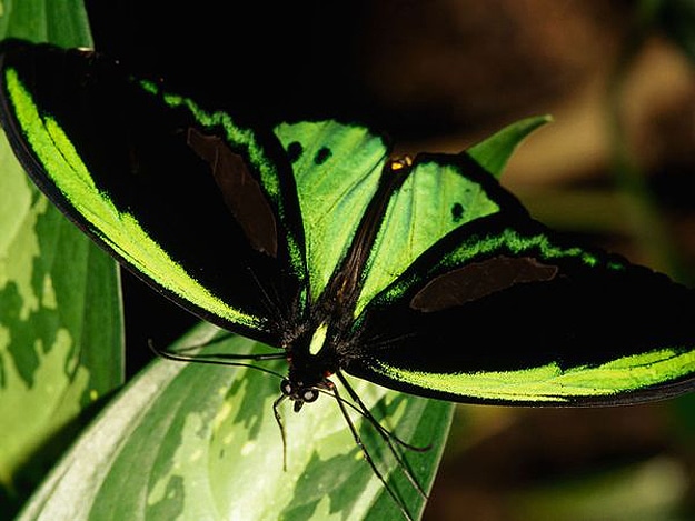 Zebra&apos;s Stripes, Butterfly&apos;s Wings: How Do Biological Patterns Emerge?