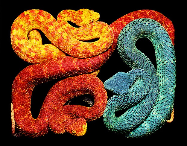 National Geographic Snake Photography Serpent Still Life Photographs