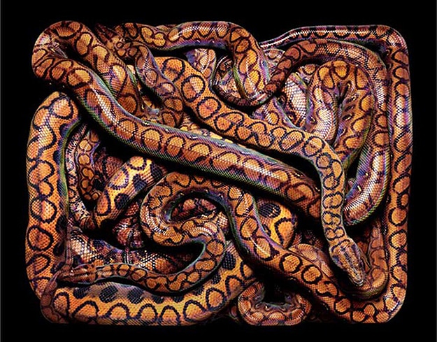 National Geographic Snake Photography Serpent Still Lifes Photographs