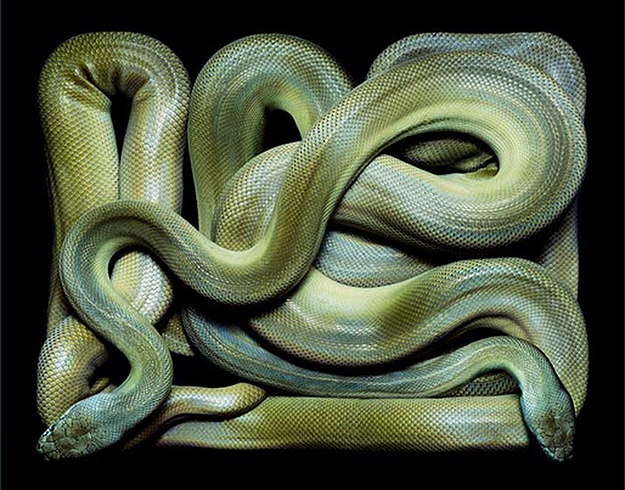 National Geographic Snake Photography Serpent Still Lifes Photographs