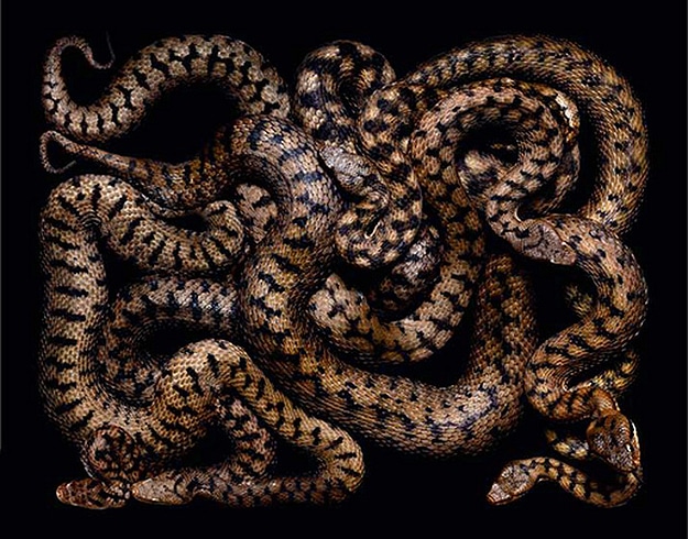 National Geographic Snake Photography Serpent Still Lifes Photographs