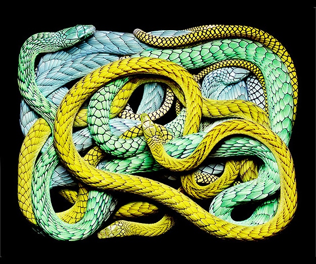 National Geographic Snake Photography Serpent Still Life Photographs