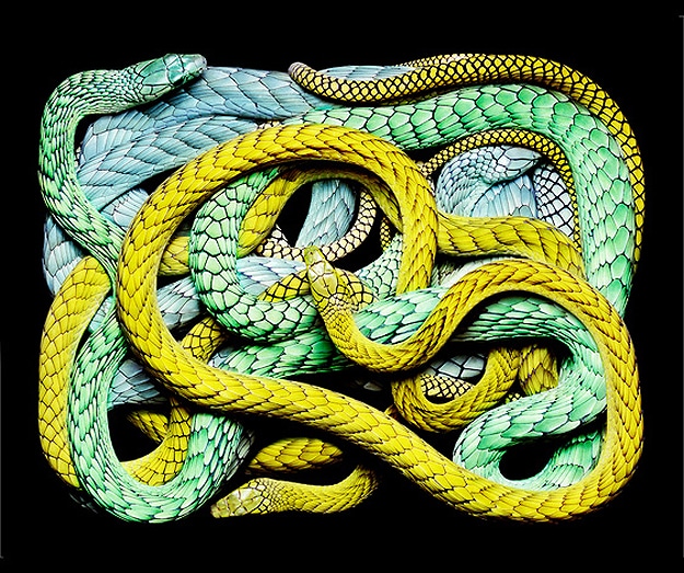 Serpent Still Life Photographs