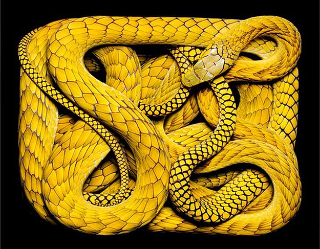 National Geographic Snake Photography Serpent Still Lifes Photographs
