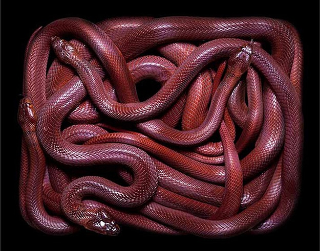National Geographic Snake Photography Serpent Still Lifes Photographs