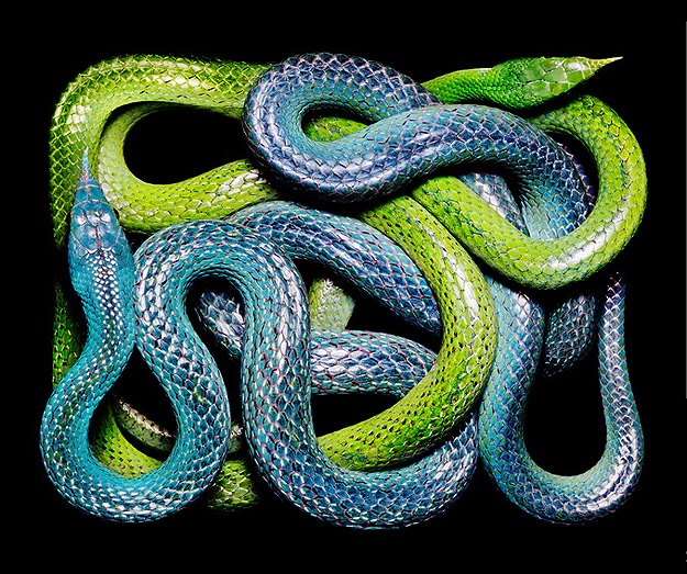 National Geographic Snake Photography Serpent Still Lifes Photographs