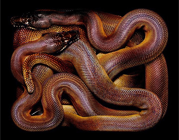 National Geographic Snake Photography Serpent Still Lifes Photographs