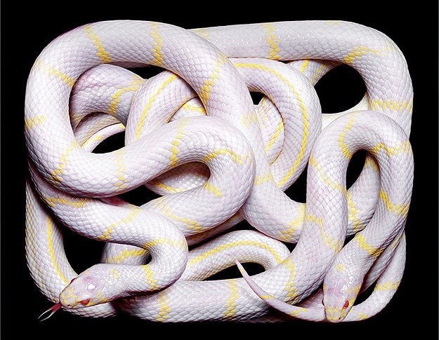 National Geographic Snake Photography Serpent Still Lifes Photographs