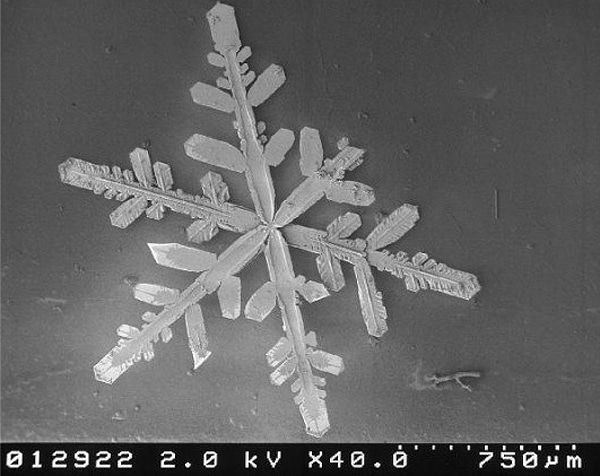 Snowflakes Photographed Up Close