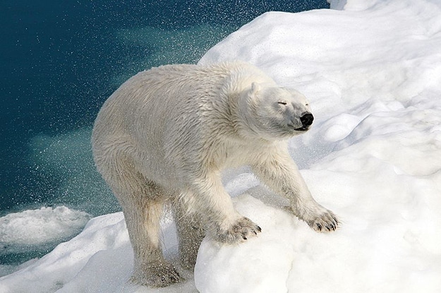 Polar Bear On Ice Photograph