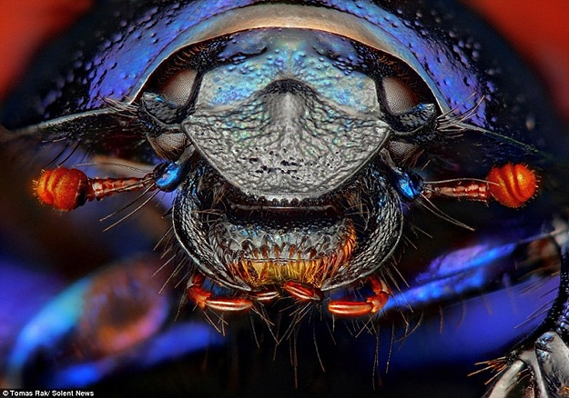 Bugs Life Up Close Macrophotography Tomas Rak Bugs