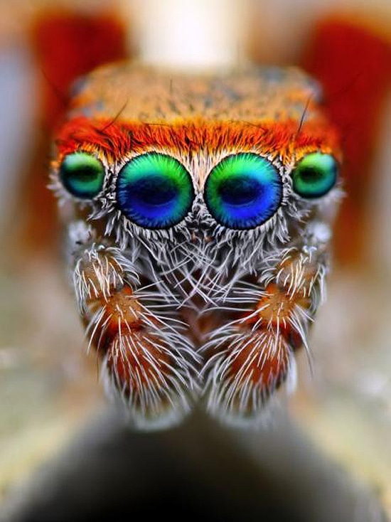 Bugs Life Up Close Macrophotography Tomas Rak Bugs