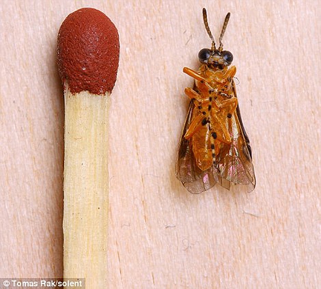 Bugs Life Up Close Macrophotography Tomas Rak Bugs