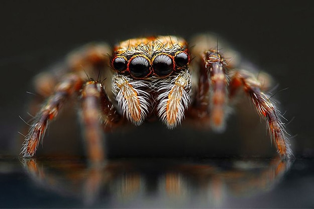 Bugs Life Up Close Macrophotography Tomas Rak Bugs