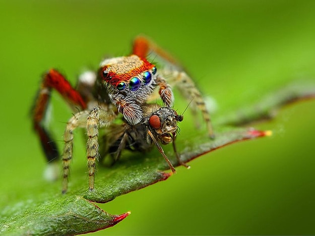 Bugs Life Up Close Macrophotography Tomas Rak Bugs