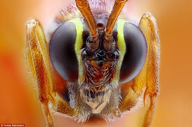 Bugs Life Up Close Macrophotography Tomas Rak Bugs